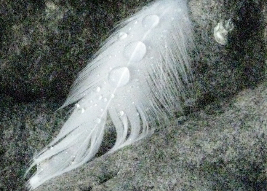 feathercropped.jpg